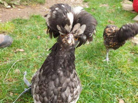 crested hen farms|crested dutch chicken for sale.